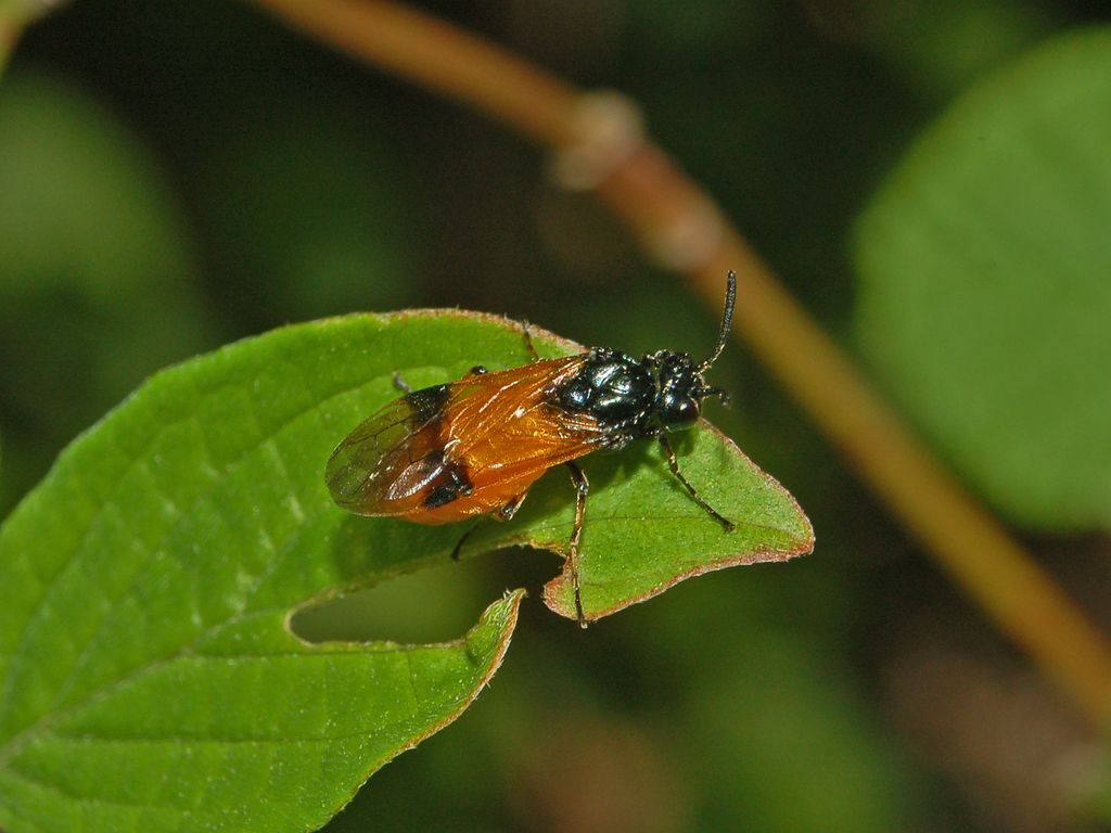 Argidae (?) da determinare - Arge cyanocrocea